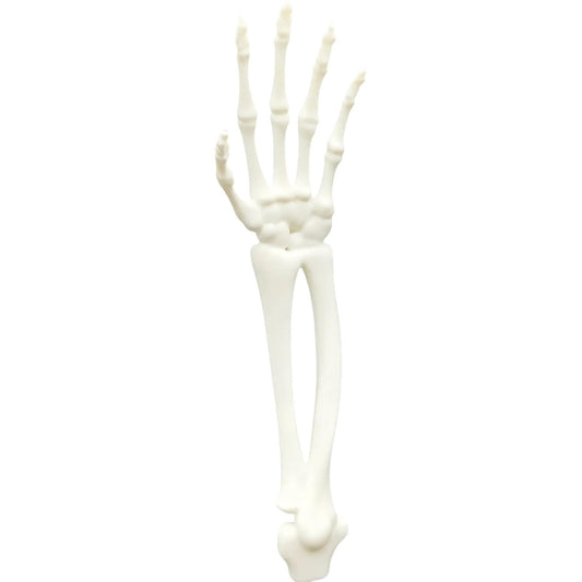 Anatomical Skeleton Arm & Hand Model – Life-Size Forearm Bones with Articulated Joints for Display, Education, or Halloween Props – 3D Printed in Canada