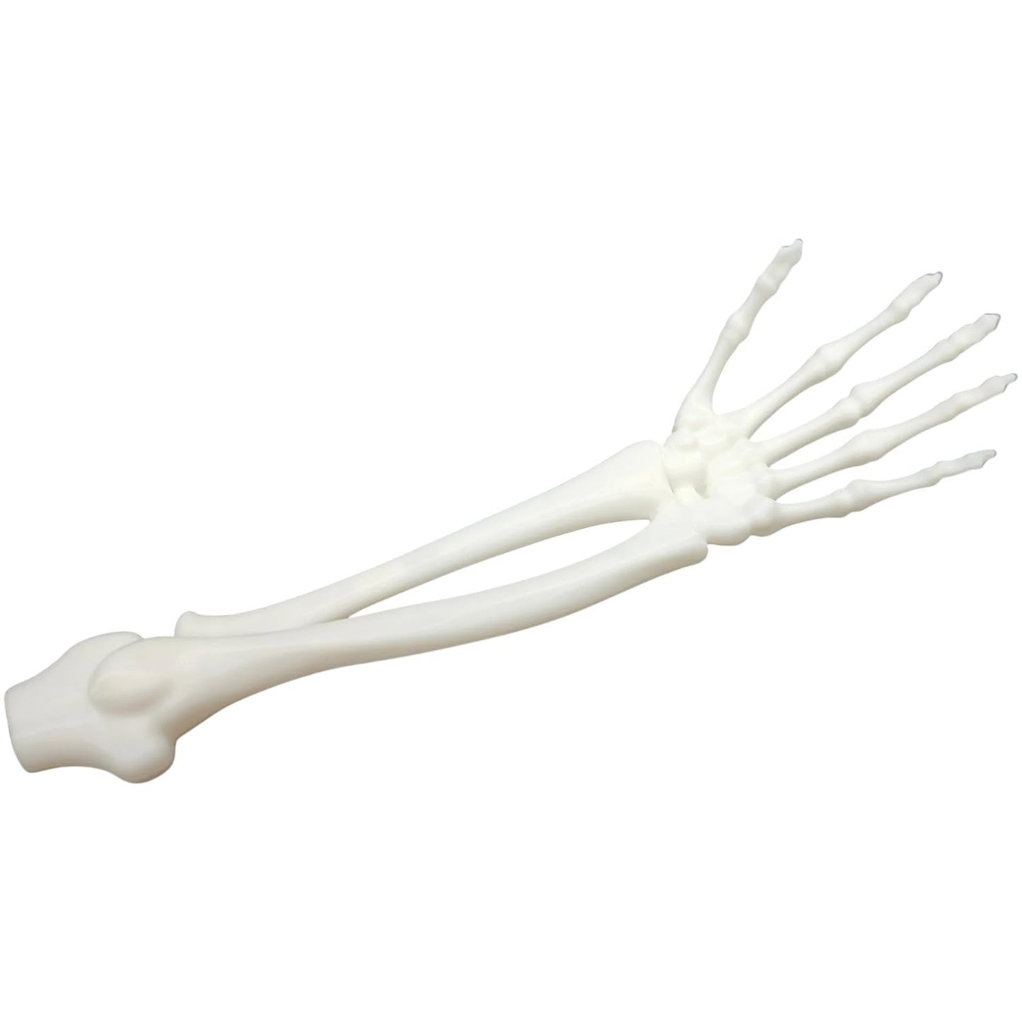 Anatomical Skeleton Arm & Hand Model – Life-Size Forearm Bones with Articulated Joints for Display, Education, or Halloween Props – 3D Printed in Canada