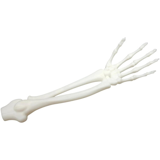 Anatomical Skeleton Arm & Hand Model – Life-Size Forearm Bones with Articulated Joints for Display, Education, or Halloween Props – 3D Printed in Canada
