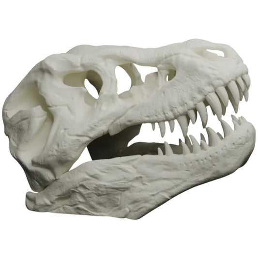 T-Rex Skull Replica – Realistic Dinosaur Fossil Model for Display, Education, and Collection – Large 3D Printed Jurassic Skull – 3D Printed in Canada
