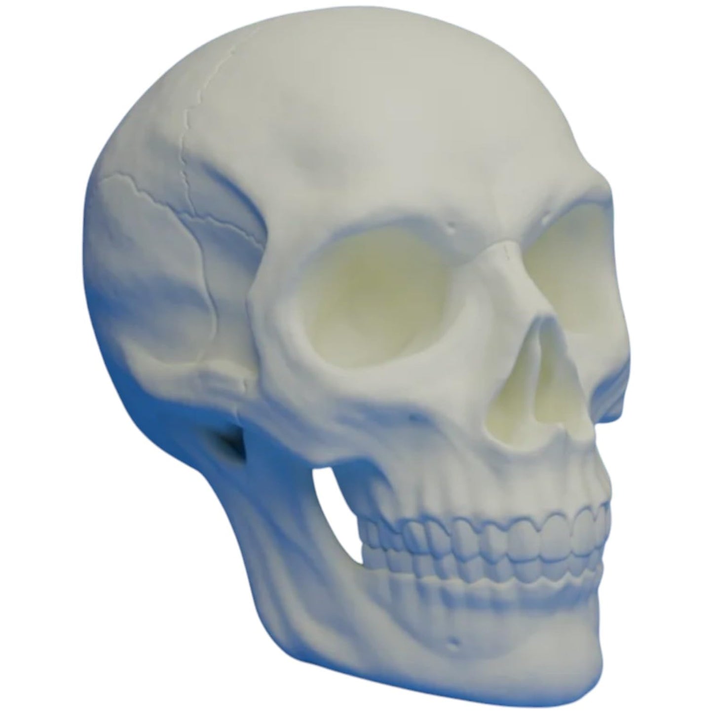 Human Skull Model – Anatomical Replica for Education, Art, or Gothic Decor – High Detail – 3D Printed in Canada