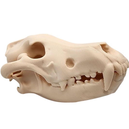 Gray Wolf Skull