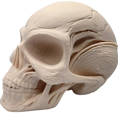 Hybrid Skull Figurine – Human-Alien Style Sculpture for Sci-Fi Decor, Cryptid Collectibles, or Gothic Shelf Display – 3D Printed in Canada
