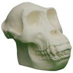 Gorilla Skull Replica