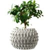 Petal Planter Pot – Decorative Geometric Plant Container for Succulents, Bonsai or Faux Greenery – Modern Textured Indoor Pot with Organic Pattern – 3D Printed in Canada — 3D Printed Collectible by 3DCentral