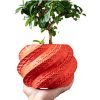 Shell Planter Pot – Spiral Textured Decorative Pot for Succulents, Bonsai, or Faux Plants – Coral-Red Modern Indoor Planter with Organic Shell Design – 3D Printed in Canada — 3D Printed Collectible by 3DCentral
