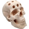 Human Skull Pen Holder – Anatomical Skull Desk Organizer for Office, Artists, or Gothic Decor Fans – 3D Printed in Canada — 3D Printed Collectible by 3DCentral