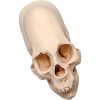 Human Peruvian Female Skull – 3D Printed Elongated Skull Replica with Cranial Binding Detail, Anthropology & Oddities Display – 3D Printed in Canada — 3D Printed Collectible by 3DCentral