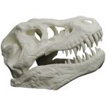 T-Rex Skull Replica