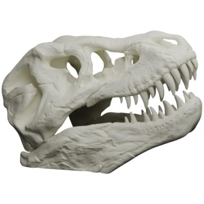 T-Rex Skull Replica – Realistic Dinosaur Fossil Model for Display, Education, and Collection – Large 3D Printed Jurassic Skull – 3D Printed in Canada — 3D Printed Collectible by 3DCentral