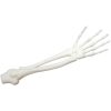 Anatomical Skeleton Arm & Hand Model – Forearm Bones with Articulated Joints for Display, Education, or Halloween Props – 3D Printed in Canada — 3D Printed Collectible by 3DCentral