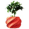 Shell Planter Pot – Spiral Textured Decorative Pot for Succulents, Bonsai, or Faux Plants – Coral-Red Modern Indoor Planter with Organic Shell Design – 3D Printed in Canada — 3D Printed Collectible by 3DCentral