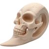 Elongated Skull Sculpture – 3D Printed Cranium Artifact Inspired by Ancient Skulls, Decorative Oddity Display Piece – 3D Printed in Canada — 3D Printed Collectible by 3DCentral