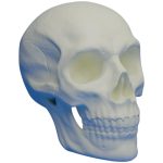 Human Skull Model