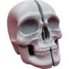 Split Skull Miniature – Anatomical Cranium Prop with Clean Bisection for Display, Dioramas & Gothic Decor – 3D Printed in Canada — 3D Printed Collectible by 3DCentral