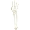 Anatomical Skeleton Arm & Hand Model – Forearm Bones with Articulated Joints for Display, Education, or Halloween Props – 3D Printed in Canada — 3D Printed Collectible by 3DCentral