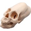 Human Peruvian Female Skull – 3D Printed Elongated Skull Replica with Cranial Binding Detail, Anthropology & Oddities Display – 3D Printed in Canada — 3D Printed Collectible by 3DCentral