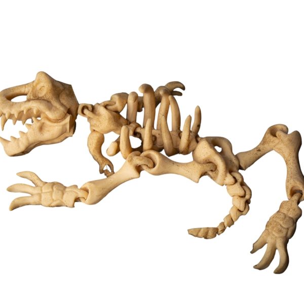 Squelette de dinosaure articulé – modèle de fossile de collection