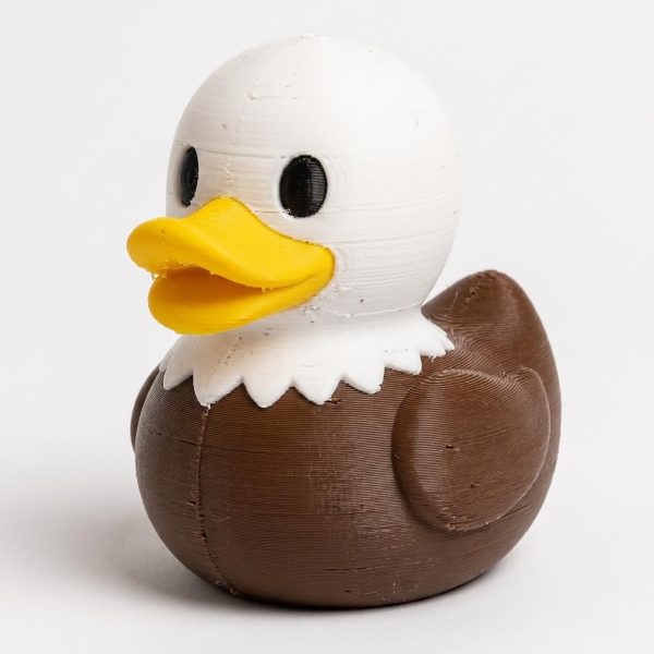 Canard pygargue à tête blanche