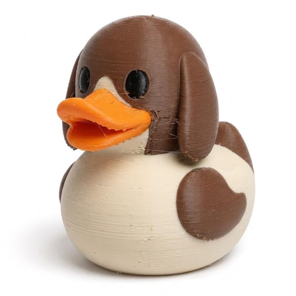 Canard braque allemand à poil court